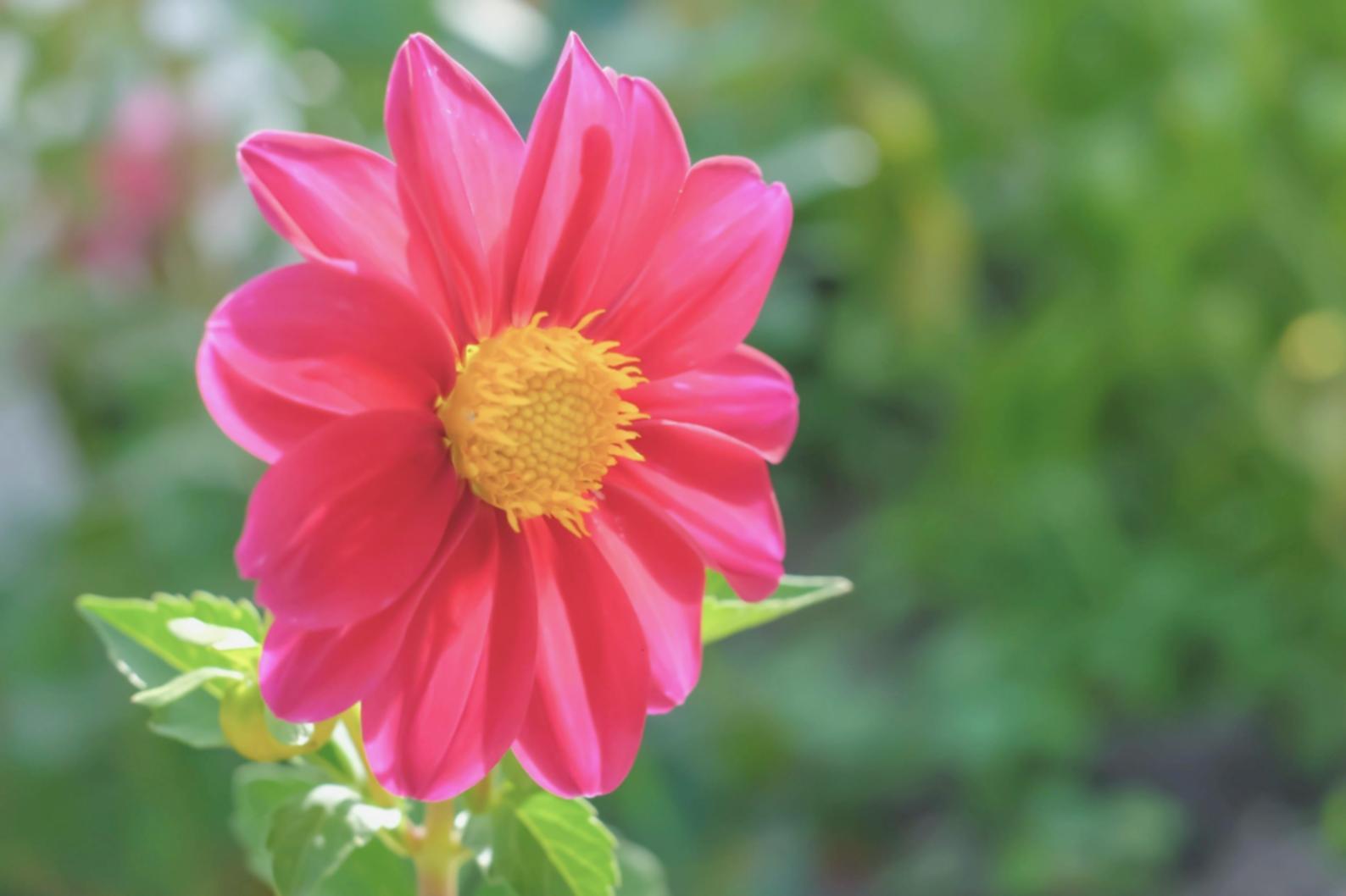 Thriving garden showcase demonstrating successful flower care consultation results