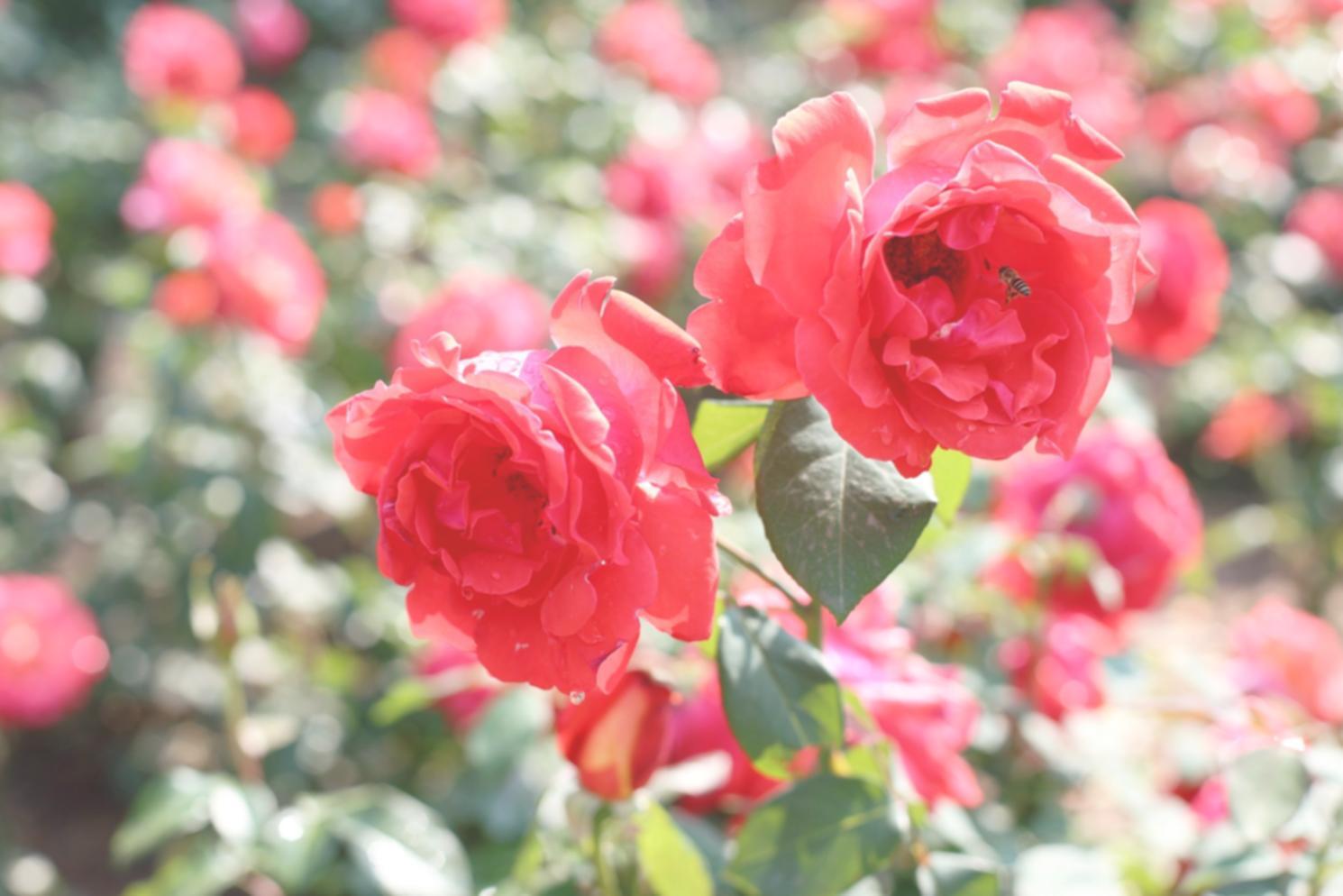 Professional flower care consultation session showing detailed plant examination